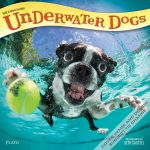 Underwater Dogs by Seth Casteel 2018 Square Wall Calendar Front Cover - Plato Calendars All Rights Reserved