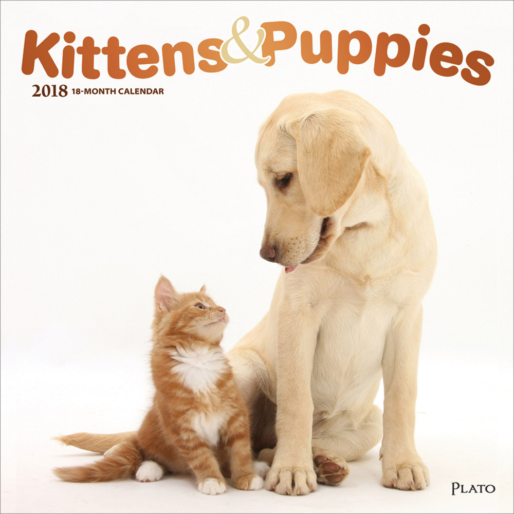 Kittens & Puppies 2018 Square Wall Calendar Front Cover - Plato Calendars All Rights Reserved