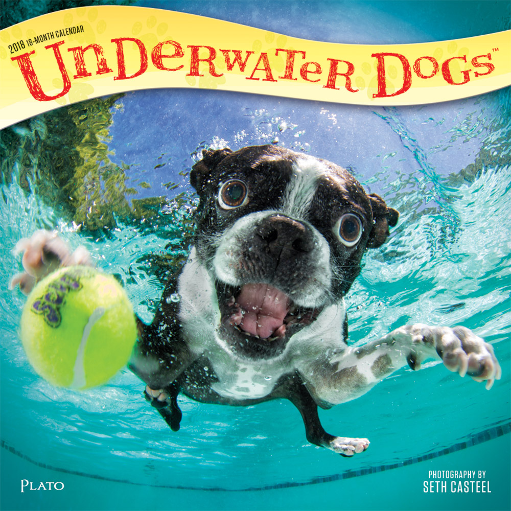Underwater Dogs by Seth Casteel 2018 Square Wall Calendar Front Cover - Plato Calendars All Rights Reserved
