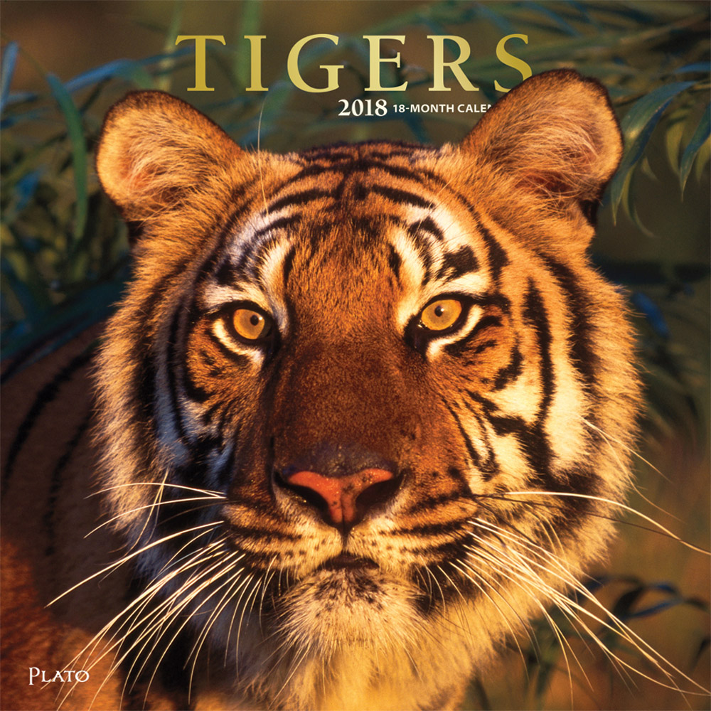Tigers 2018 Square Wall Calendar Front Cover - Plato Calendars All Rights Reserved
