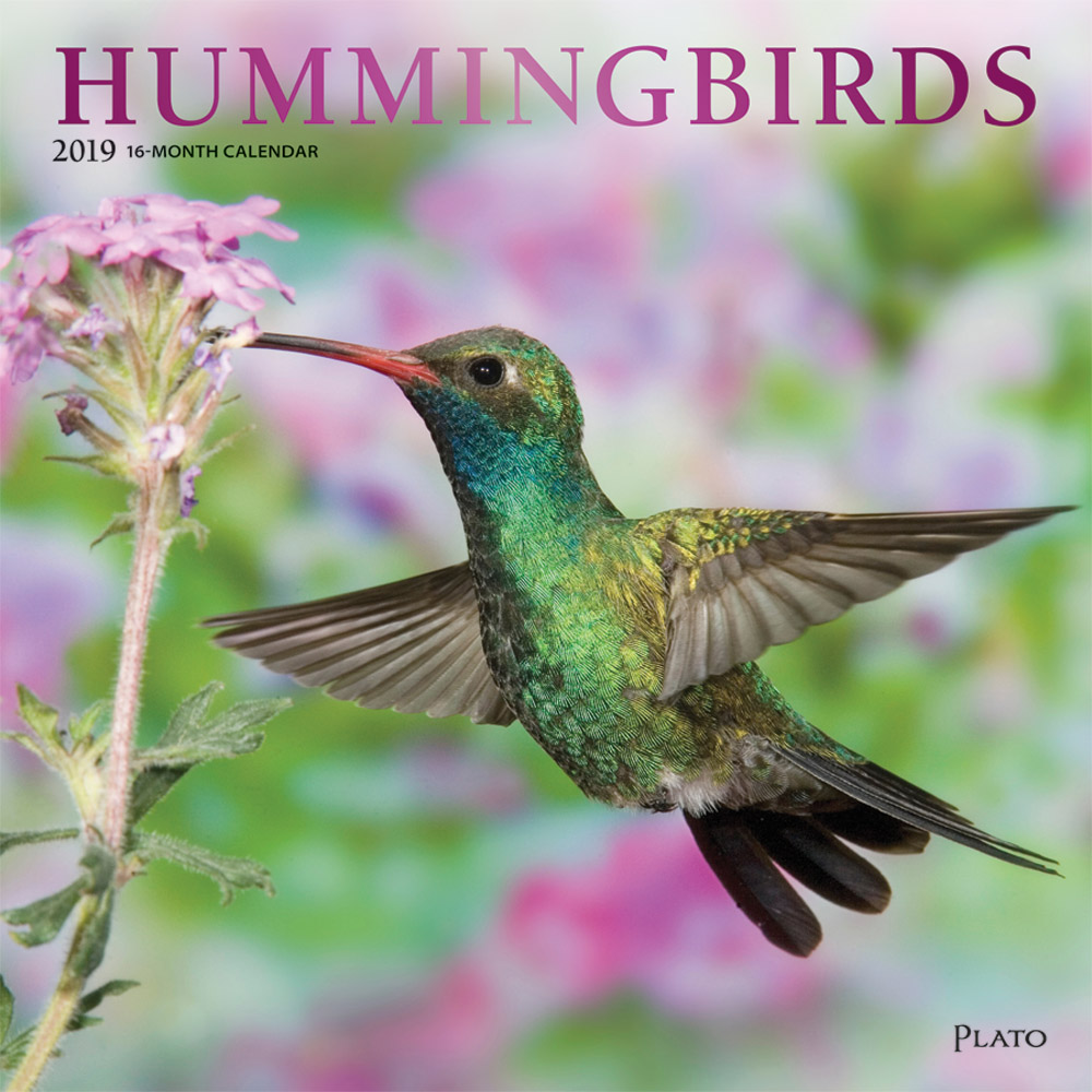 Hummingbirds 2019 12 x 12 Inch Monthly Square Wall Calendar with Foil Stamped Cover by Plato, Animals Wildlife Birds