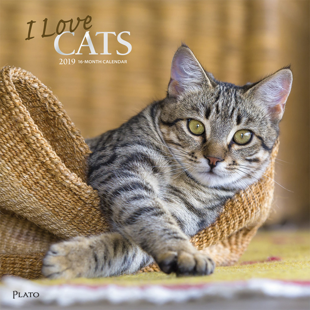 I Love Cats 2019 12 x 12 Inch Monthly Square Wall Calendar with Foil Stamped Cover by Plato, Feline Cat