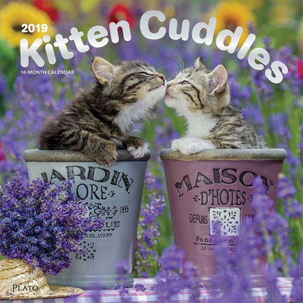 Kitten Cuddles 2019 12 x 12 Inch Monthly Square Wall Calendar with Foil Stamped Cover by Plato, Animals Cute Kittens