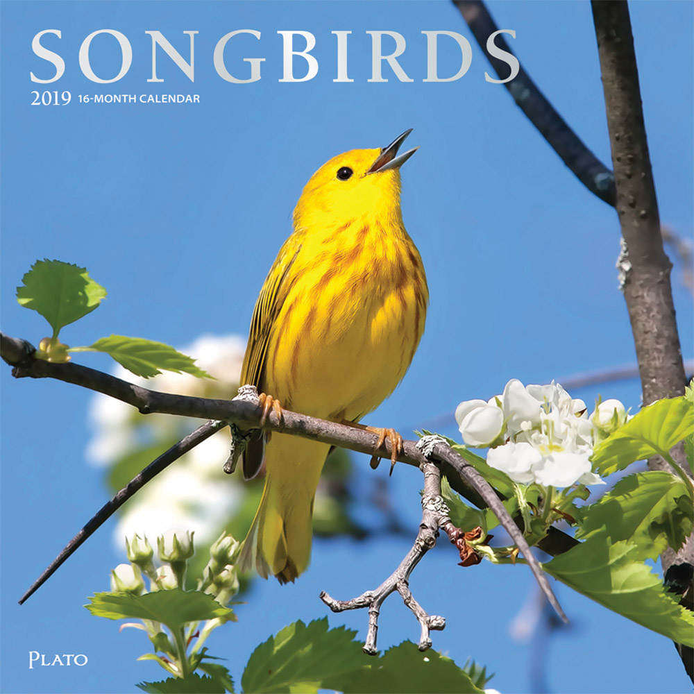 Songbirds 2019 12 x 12 Inch Monthly Square Wall Calendar with Foil Stamped Cover by Plato, Wildlife Animals Birds