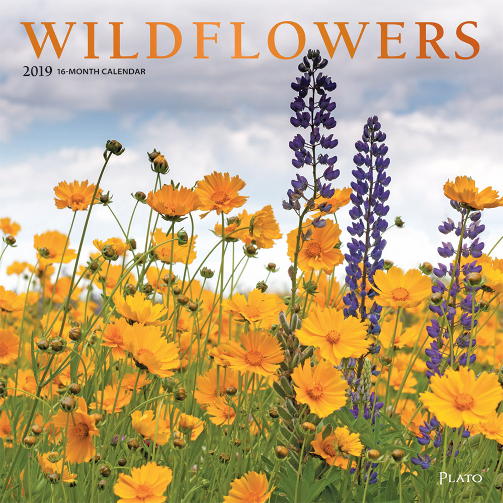 Wildflowers 2019 12 x 12 Inch Monthly Square Wall Calendar with Foil Stamped Cover by Plato, Flower Outdoor Plant