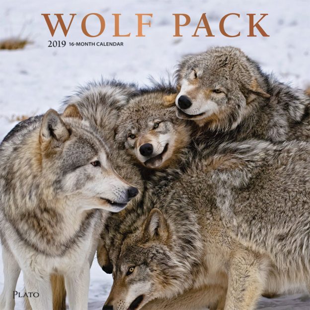 Wolf Pack 2019 12 x 12 Inch Monthly Square Wall Calendar with Foil Stamped Cover by Plato, Wildlife Animals