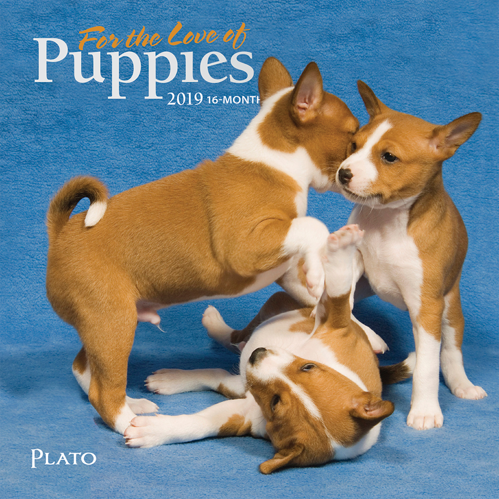 For the Love of Puppies 2019 7 x 7 Inch Monthly Mini Wall Calendar with Foil Stamped Cover by Plato, Animals Dog Breeds Puppies