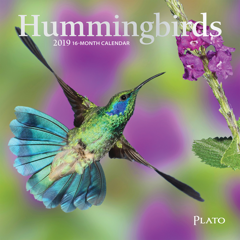 Hummingbirds 2019 7 x 7 Inch Monthly Mini Wall Calendar with Foil Stamped Cover, Animals Wildlife Birds