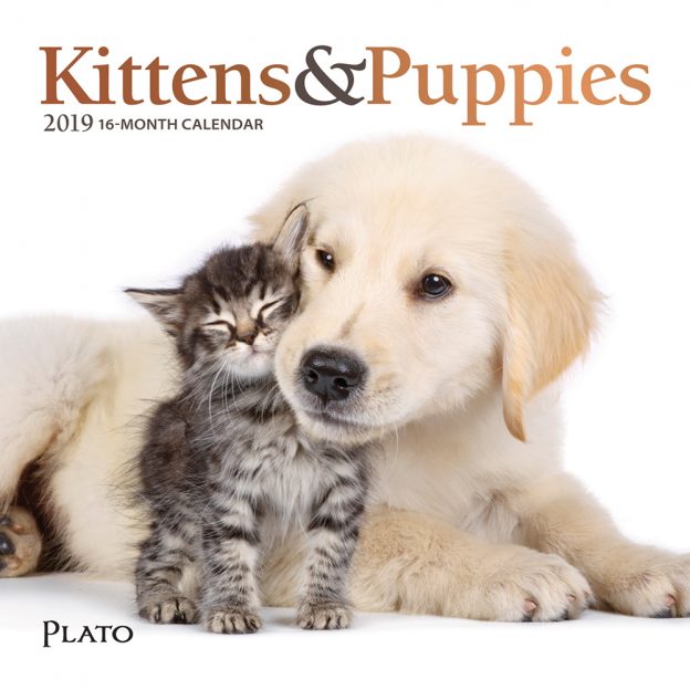 Kittens & Puppies 2019 7 x 7 Inch Monthly Mini Wall Calendar with Foil Stamped Cover by Plato, Animals Cute Kittens