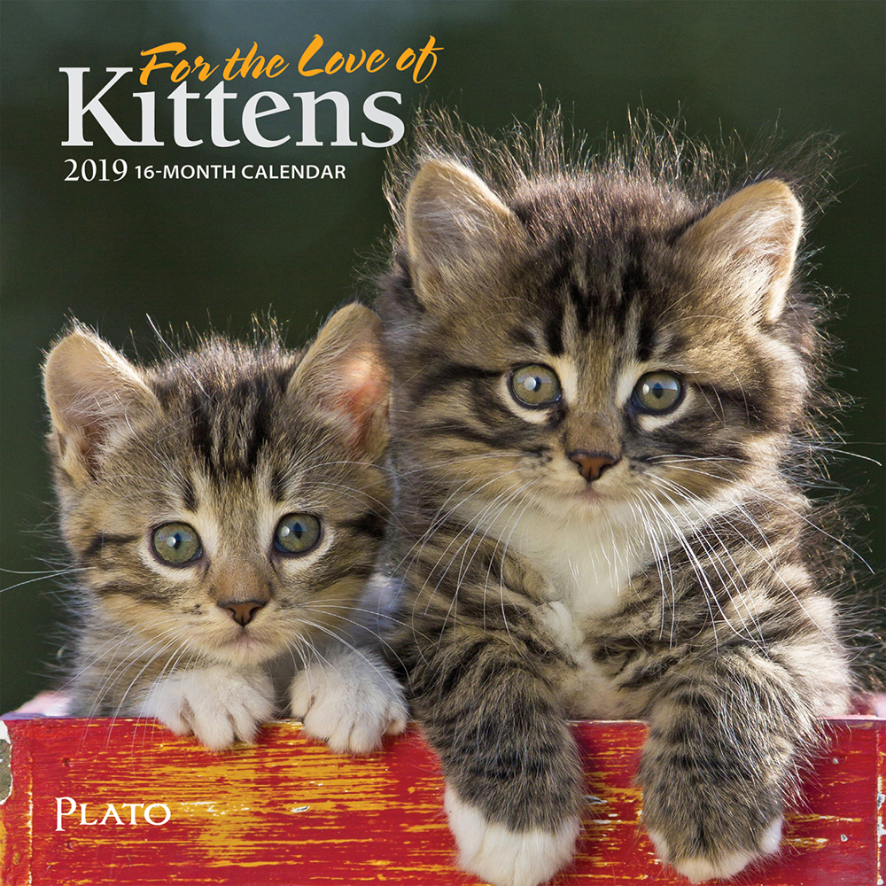 For the Love of Kittens 2019 7 x 7 Inch Monthly Mini Wall Calendar with Foil Stamped Cover by Plato, Animals Cats Kittens Feline