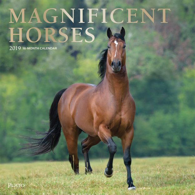 Magnificent Horses 2019 12 x 12 Inch Monthly Square Wall Calendar with Foil Stamped Cover by Plato, Animals Equestrian