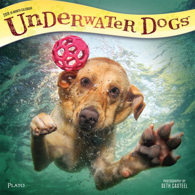 Underwater Dogs 2019 12 x 12 Inch Monthly Square Wall Calendar with Foil Stamped Cover by Plato, Pet Humor Puppy
