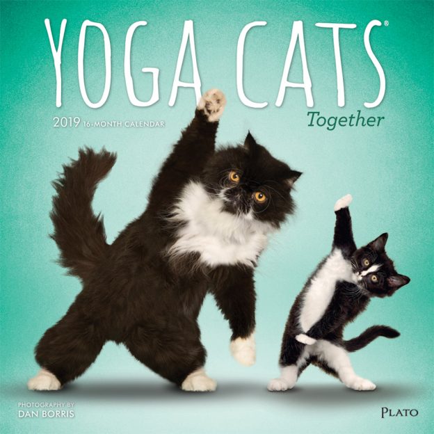 Yoga Cats Together 2019 12 x 12 Inch Monthly Square Wall Calendar by Plato, Animals Humor Cat