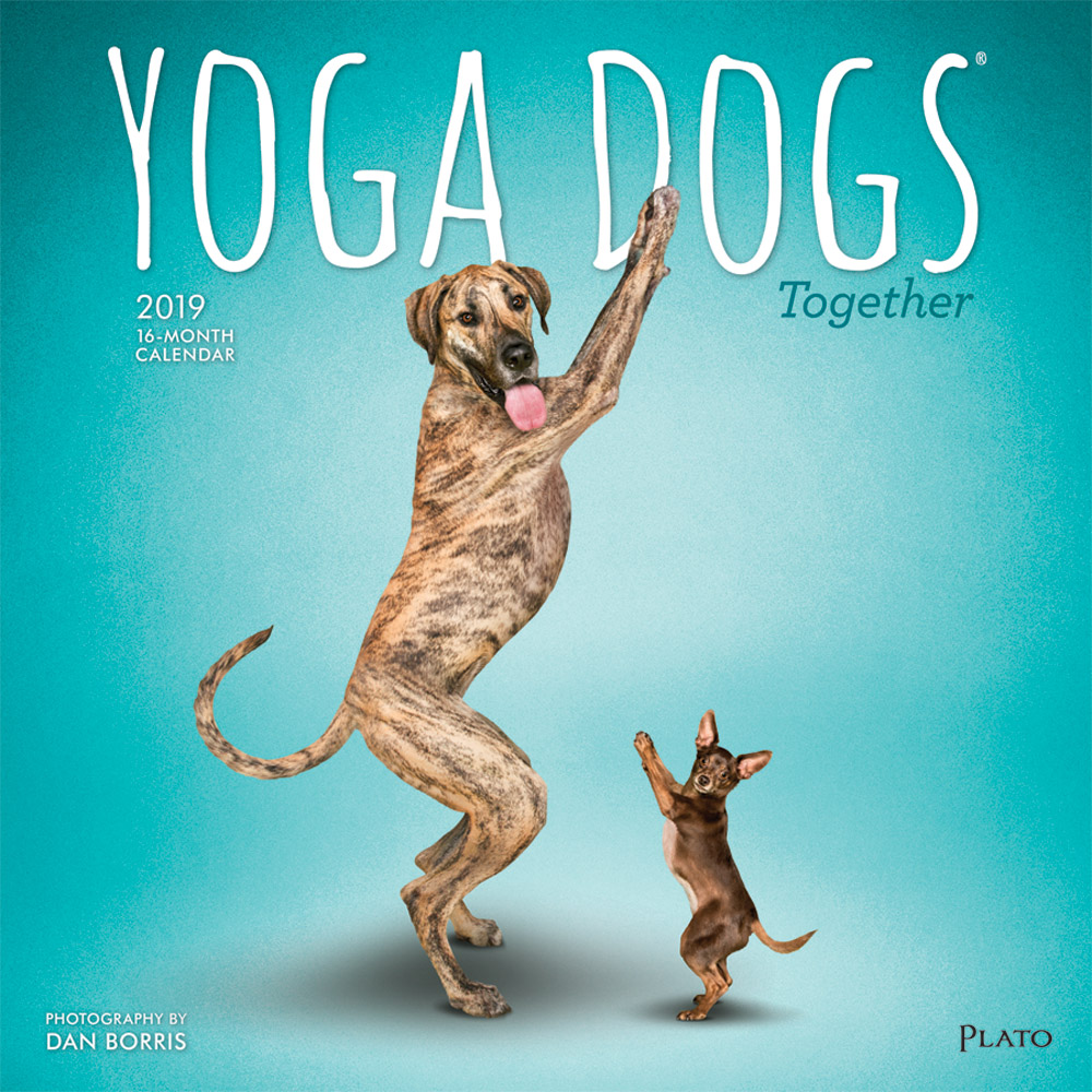 Yoga Dogs Together 2019 12 x 12 Inch Monthly Square Wall Calendar by Plato, Animals Humor Dog