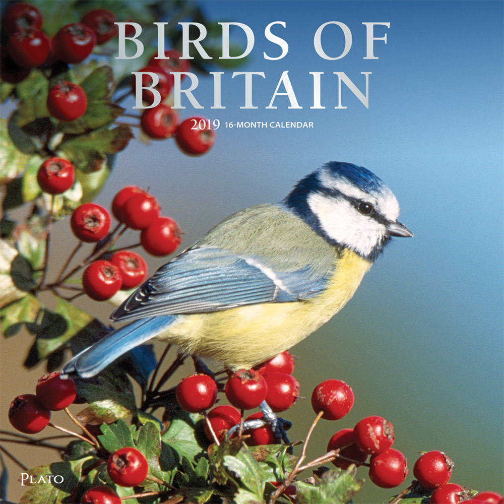Birds of Britain 2019 12 x 12 Inch Monthly Square Wall Calendar with Foil Stamped Cover by Plato, Animals Wildlife Birds
