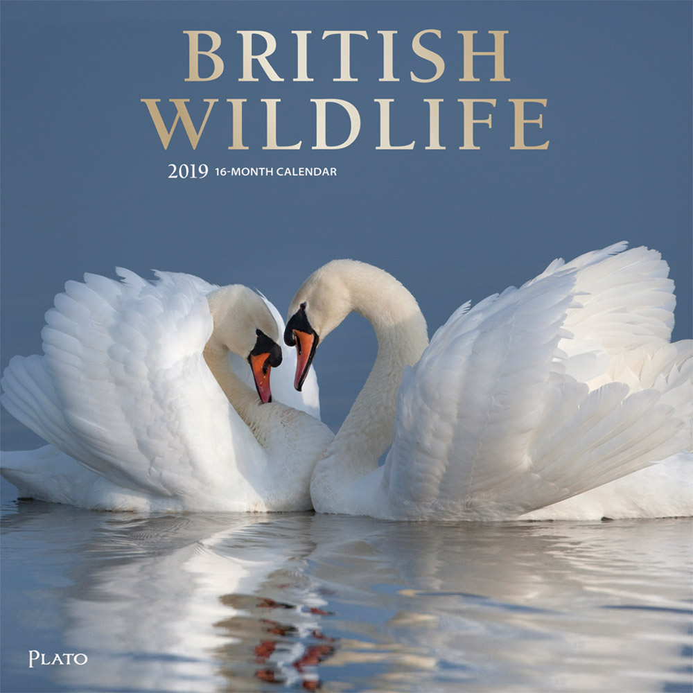 British Wildlife 2019 12 x 12 Inch Monthly Square Wall Calendar with Foil Stamped Cover by Plato, Wildlife Animals Photography
