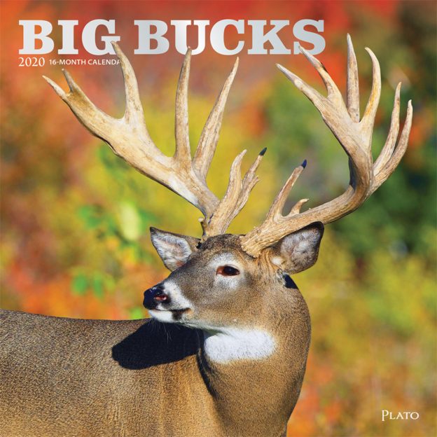 Big Bucks 2020 12 x 12 Inch Monthly Square Wall Calendar with Foil Stamped Cover by Plato, Wildlife Animals Forest Hunting