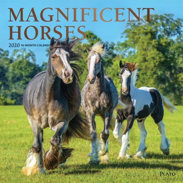Magnificent Horses 2020 12 x 12 Inch Monthly Square Wall Calendar with Foil Stamped Cover by Plato, Animals Equestrian