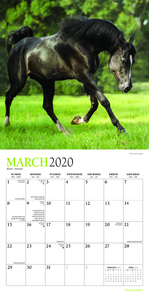 Horses Calendar 2020 Slim 15 x 42cm 