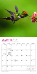 Hummingbirds 2020 7 x 7 Inch Monthly Mini Wall Calendar with Foil Stamped Cover by Plato, Animals Wildlife Birds