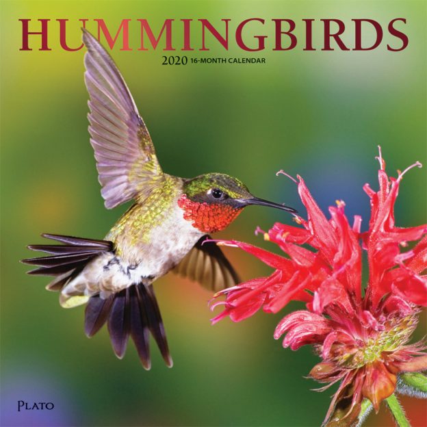 Hummingbirds 2020 12 x 12 Inch Monthly Square Wall Calendar with Foil Stamped Cover by Plato, Animals Wildlife Birds