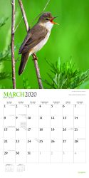 Songbirds 2020 12 x 12 Inch Monthly Square Wall Calendar with Foil Stamped Cover by Plato, Wildlife Animals Birds