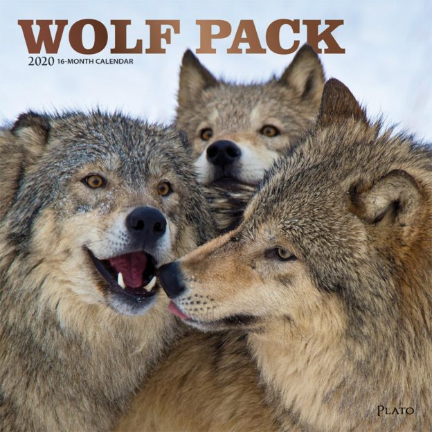 Wolf Pack 2020 12 x 12 Inch Monthly Square Wall Calendar with Foil Stamped Cover by Plato, Wildlife Animals