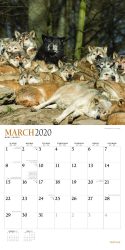 Wolf Pack 2020 12 x 12 Inch Monthly Square Wall Calendar with Foil Stamped Cover by Plato, Wildlife Animals