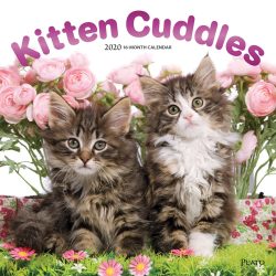 Kitten Cuddles 2020 12 x 12 Inch Monthly Square Wall Calendar with Foil Stamped Cover by Plato, Animals Cute Kittens