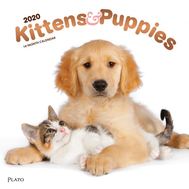 Kittens & Puppies 2020 12 x 12 Inch Monthly Square Wall Calendar with Foil Stamped Cover by Plato, Animals Cute Kittens
