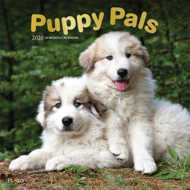 Puppy Pals 2020 12 x 12 Inch Monthly Square Wall Calendar with Foil Stamped Cover by Plato, Animals Dog Breeds Puppies
