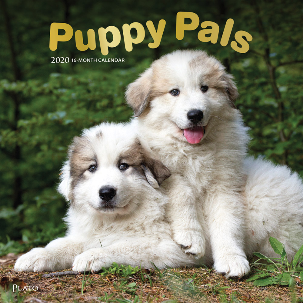 Puppy Pals 2020 Square Wall Calendar by Plato Plato Calendars