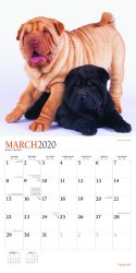 Puppy Pals 2020 12 x 12 Inch Monthly Square Wall Calendar with Foil Stamped Cover by Plato, Animals Dog Breeds Puppies