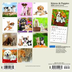 Kittens & Puppies 2020 7 x 7 Inch Monthly Mini Wall Calendar with Foil Stamped Cover by Plato, Animals Cute Kittens