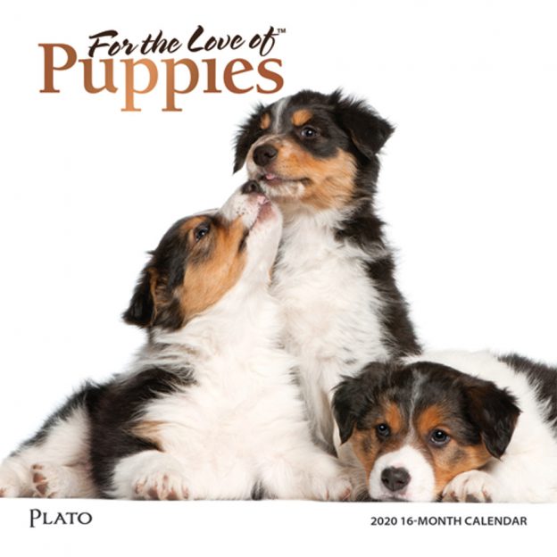 For the Love of Puppies 2020 7 x 7 Inch Monthly Mini Wall Calendar with Foil Stamped Cover by Plato, Animals Dog Breeds Puppies