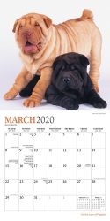 For the Love of Puppies 2020 7 x 7 Inch Monthly Mini Wall Calendar with Foil Stamped Cover by Plato, Animals Dog Breeds Puppies