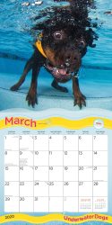 Underwater Dogs 2020 12 x 12 Inch Monthly Square Wall Calendar with Foil Stamped Cover by Plato, Pet Humor Puppy