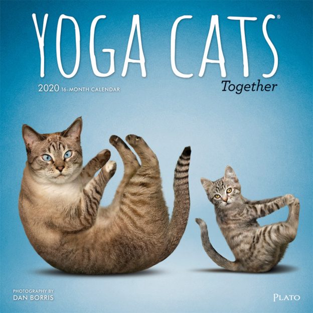 Yoga Cats Together 2020 12 x 12 Inch Monthly Square Wall Calendar by Plato, Animals Humor Cat