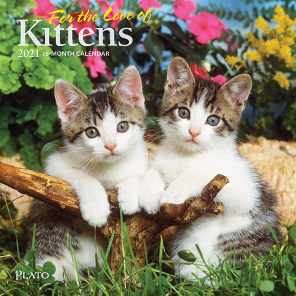 For the Love of Kittens 2021 7 x 7 Inch Monthly Mini Wall Calendar with Foil Stamped Cover by Plato, Animals Cats Kittens Feline