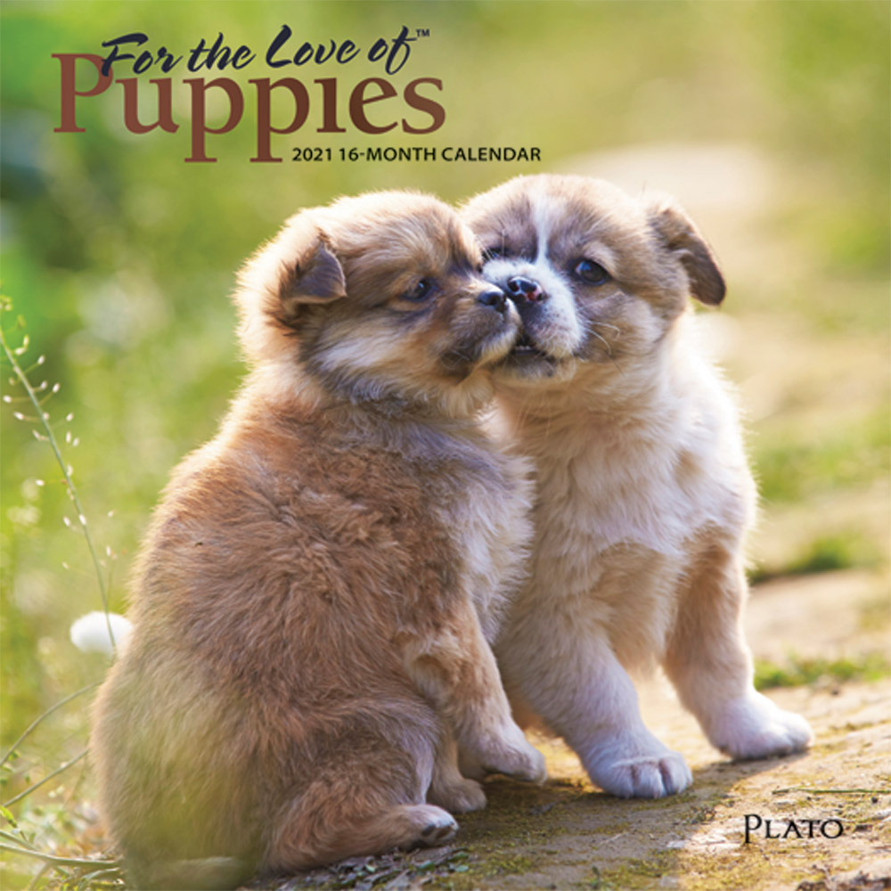 For the Love of Puppies 2021 7 x 7 Inch Monthly Mini Wall Calendar with Foil Stamped Cover by Plato, Animals Dog Breeds Puppies