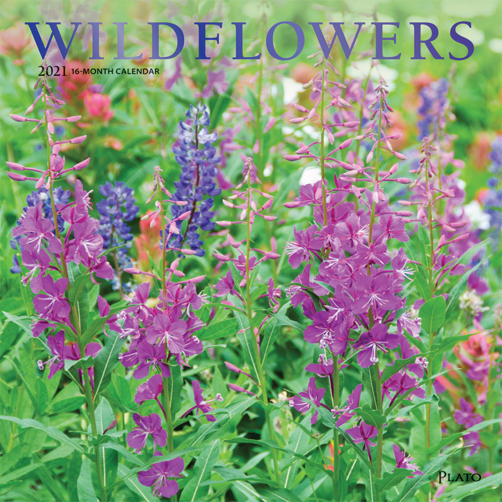 Wildflowers 2021 12 x 12 Inch Monthly Square Wall Calendar with Foil Stamped Cover by Plato, Flower Outdoor Plant