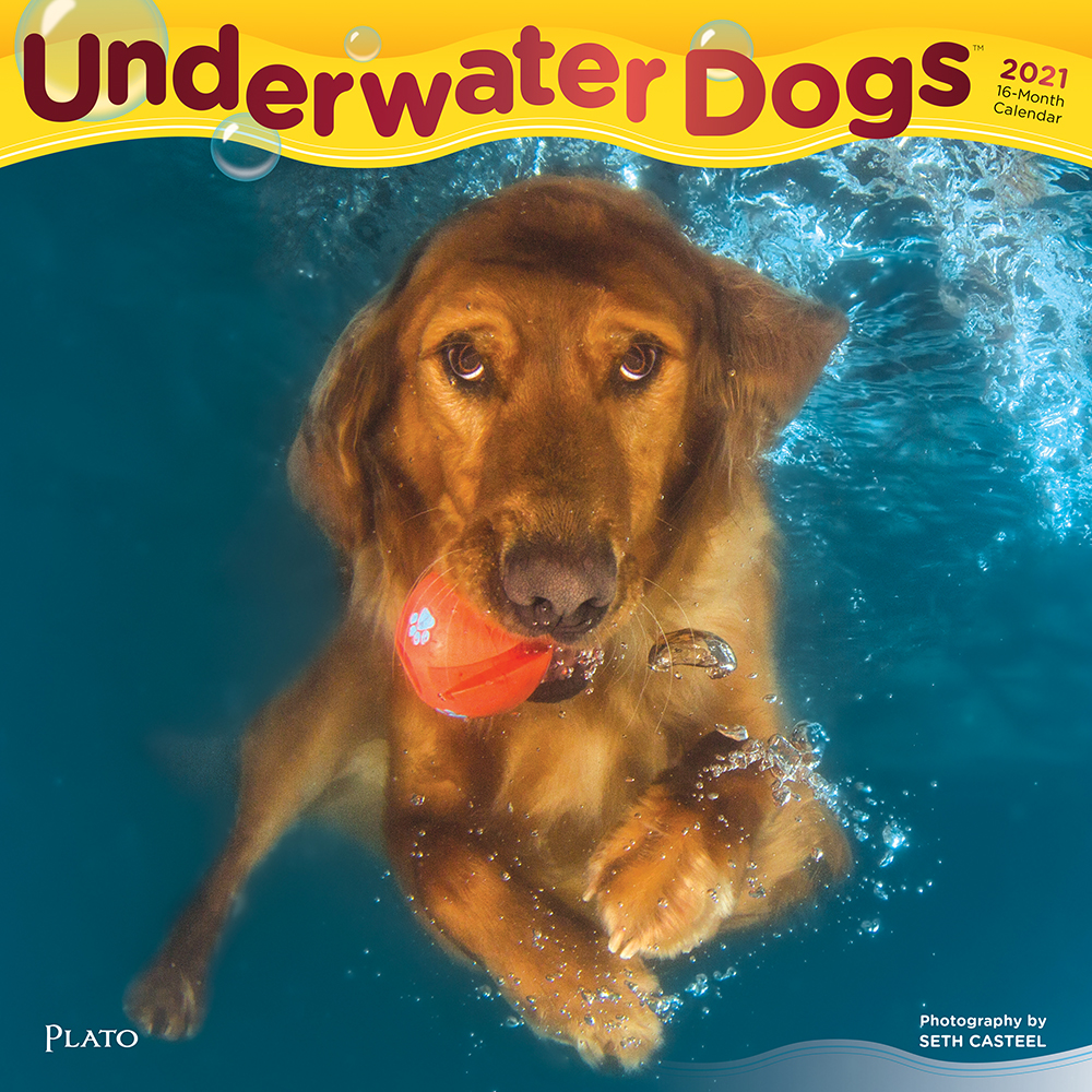 Underwater Dogs 2021 12 x 12 Inch Monthly Square Wall Calendar with Foil Stamped Cover by Plato, Pet Humor Puppy