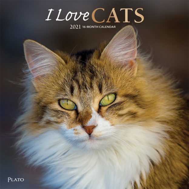 I Love Cats 2021 12 x 12 Inch Monthly Square Wall Calendar with Foil Stamped Cover by Plato, Feline Cat