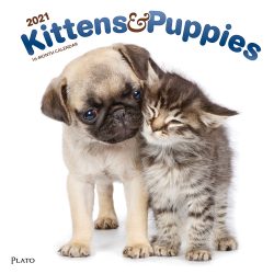 Kittens & Puppies 2021 12 x 12 Inch Monthly Square Wall Calendar with Foil Stamped Cover by Plato, Animals Cute Kittens