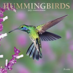 Hummingbirds 2021 12 x 12 Inch Monthly Square Wall Calendar with Foil Stamped Cover by Plato, Animals Wildlife Birds