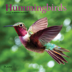 Hummingbirds 2022 7 x 7 Inch Monthly Mini Wall Calendar with Foil Stamped Cover by Plato, Animals Wildlife