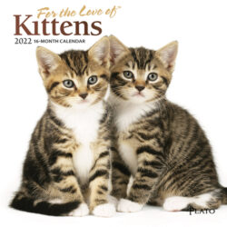 For the Love of Kittens 2022 7 x 7 Inch Monthly Mini Wall Calendar with Foil Stamped Cover by Plato, Animals Cats Feline