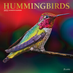 Hummingbirds 2022 12 x 12 Inch Monthly Square Wall Calendar with Foil Stamped Cover by Plato, Animals Wildlife