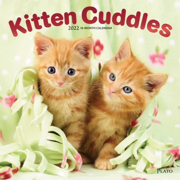 Kitten Cuddles 2022 12 x 12 Inch Monthly Square Wall Calendar with Foil Stamped Cover by Plato, Animals Cute Cat Feline