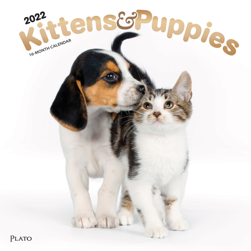 Kittens & Puppies 2022 12 x 12 Inch Monthly Square Wall Calendar with Foil Stamped Cover by Plato, Animals Cute Kitten Pets
